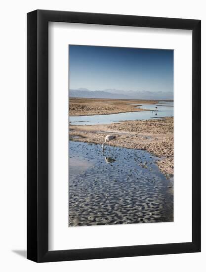 Flamingoes in Shallow Water at Laguna De Chaxa (Chaxa Lake) at Dawn, San Pedro, Chile-Kimberly Walker-Framed Photographic Print