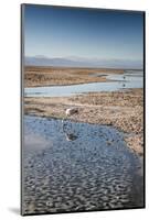 Flamingoes in Shallow Water at Laguna De Chaxa (Chaxa Lake) at Dawn, San Pedro, Chile-Kimberly Walker-Mounted Photographic Print