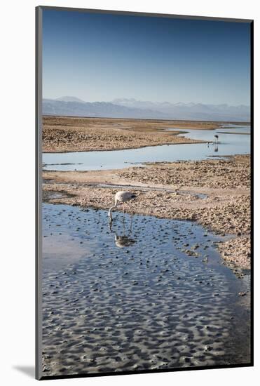 Flamingoes in Shallow Water at Laguna De Chaxa (Chaxa Lake) at Dawn, San Pedro, Chile-Kimberly Walker-Mounted Photographic Print