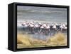 Flamingoes in Small Salt Lake Near Laguna Colorado, Southwest Highlands, Bolivia, South America-Tony Waltham-Framed Stretched Canvas