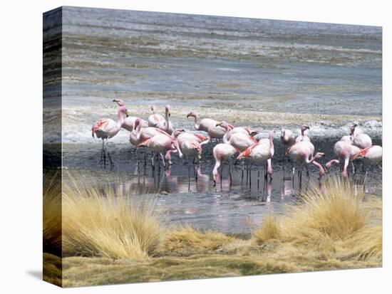 Flamingoes in Small Salt Lake Near Laguna Colorado, Southwest Highlands, Bolivia, South America-Tony Waltham-Stretched Canvas
