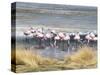 Flamingoes in Small Salt Lake Near Laguna Colorado, Southwest Highlands, Bolivia, South America-Tony Waltham-Stretched Canvas