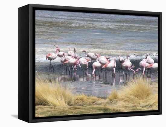Flamingoes in Small Salt Lake Near Laguna Colorado, Southwest Highlands, Bolivia, South America-Tony Waltham-Framed Stretched Canvas
