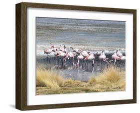 Flamingoes in Small Salt Lake Near Laguna Colorado, Southwest Highlands, Bolivia, South America-Tony Waltham-Framed Photographic Print