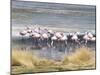 Flamingoes in Small Salt Lake Near Laguna Colorado, Southwest Highlands, Bolivia, South America-Tony Waltham-Mounted Photographic Print