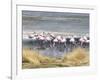 Flamingoes in Small Salt Lake Near Laguna Colorado, Southwest Highlands, Bolivia, South America-Tony Waltham-Framed Photographic Print