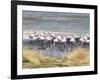 Flamingoes in Small Salt Lake Near Laguna Colorado, Southwest Highlands, Bolivia, South America-Tony Waltham-Framed Photographic Print