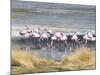 Flamingoes in Small Salt Lake Near Laguna Colorado, Southwest Highlands, Bolivia, South America-Tony Waltham-Mounted Photographic Print