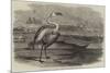 Flamingoes, Pelicans, and Duikers, at Sandwich Harbour, South Africa-null-Mounted Giclee Print