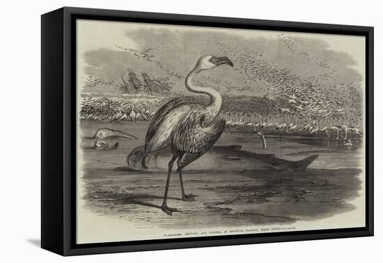 Flamingoes, Pelicans, and Duikers, at Sandwich Harbour, South Africa-null-Framed Stretched Canvas