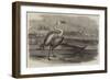 Flamingoes, Pelicans, and Duikers, at Sandwich Harbour, South Africa-null-Framed Giclee Print