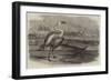 Flamingoes, Pelicans, and Duikers, at Sandwich Harbour, South Africa-null-Framed Giclee Print