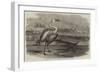 Flamingoes, Pelicans, and Duikers, at Sandwich Harbour, South Africa-null-Framed Giclee Print