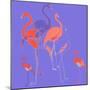 Flamingoes-Anna Platts-Mounted Giclee Print