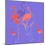 Flamingoes-Anna Platts-Mounted Premium Giclee Print