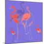 Flamingoes-Anna Platts-Mounted Giclee Print