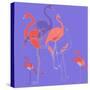 Flamingoes-Anna Platts-Stretched Canvas