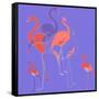Flamingoes-Anna Platts-Framed Stretched Canvas
