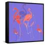 Flamingoes-Anna Platts-Framed Stretched Canvas