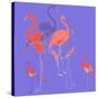 Flamingoes-Anna Platts-Stretched Canvas