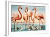 Flamingoes-null-Framed Giclee Print