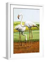 Flamingoes-D. W. Makela-Framed Giclee Print