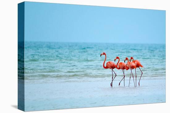 Flamingos and Ocean-Lantern Press-Stretched Canvas