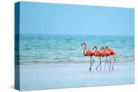 Flamingos and Ocean-Lantern Press-Stretched Canvas