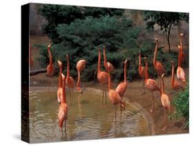 Flamingos at Forest Park, St. Louis Zoo, St. Louis, Missouri, USA-Connie Ricca-Stretched Canvas