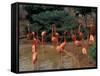 Flamingos at Forest Park, St. Louis Zoo, St. Louis, Missouri, USA-Connie Ricca-Framed Stretched Canvas