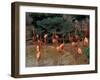 Flamingos at Forest Park, St. Louis Zoo, St. Louis, Missouri, USA-Connie Ricca-Framed Photographic Print