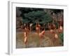 Flamingos at Forest Park, St. Louis Zoo, St. Louis, Missouri, USA-Connie Ricca-Framed Photographic Print