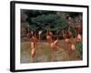 Flamingos at Forest Park, St. Louis Zoo, St. Louis, Missouri, USA-Connie Ricca-Framed Photographic Print