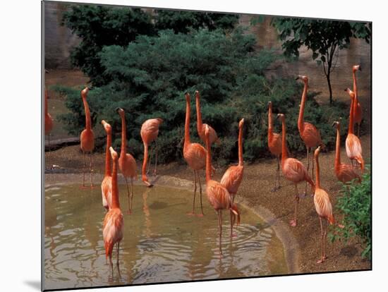 Flamingos at Forest Park, St. Louis Zoo, St. Louis, Missouri, USA-Connie Ricca-Mounted Photographic Print