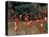 Flamingos at Forest Park, St. Louis Zoo, St. Louis, Missouri, USA-Connie Ricca-Stretched Canvas