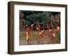 Flamingos at Forest Park, St. Louis Zoo, St. Louis, Missouri, USA-Connie Ricca-Framed Photographic Print