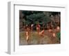 Flamingos at Forest Park, St. Louis Zoo, St. Louis, Missouri, USA-Connie Ricca-Framed Photographic Print