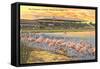 Flamingos at Hialeah, Florida-null-Framed Stretched Canvas