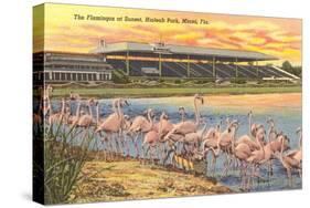 Flamingos at Hialeah, Florida-null-Stretched Canvas