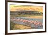 Flamingos at Hialeah, Florida-null-Framed Premium Giclee Print