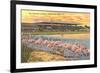 Flamingos at Hialeah, Florida-null-Framed Premium Giclee Print