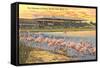Flamingos at Hialeah, Florida-null-Framed Stretched Canvas