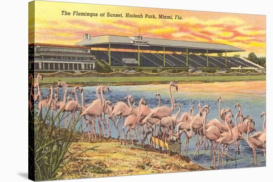 Flamingos at Hialeah, Florida-null-Stretched Canvas
