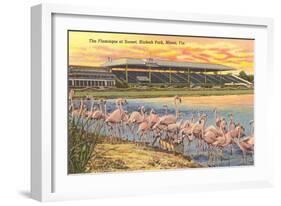 Flamingos at Hialeah, Florida-null-Framed Art Print