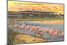 Flamingos at Hialeah, Florida-null-Mounted Art Print