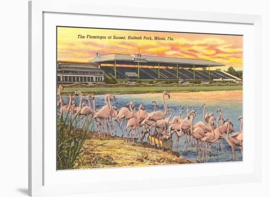 Flamingos at Hialeah, Florida-null-Framed Art Print