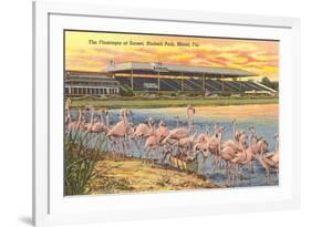 Flamingos at Hialeah, Florida-null-Framed Art Print