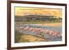 Flamingos at Hialeah, Florida-null-Framed Art Print