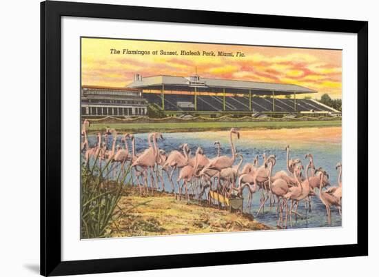 Flamingos at Hialeah, Florida-null-Framed Art Print