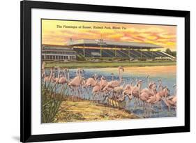 Flamingos at Hialeah, Florida-null-Framed Art Print